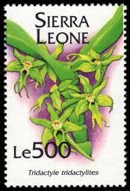 Image result for Tridactyle tridactylites