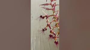 Image result for Bulbophyllum saltatorium