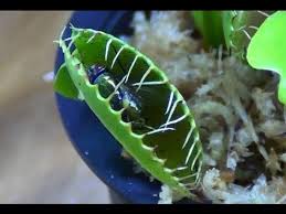 Water care for venus fly traps carnivorous plants require pure, unadulterated water and venus fly traps are no exception. Venus Fly Trap Care Youtube