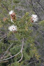 Image result for Melinis ambigua