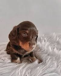 He is a small dog who Dachshund Puppies Nc For Sale