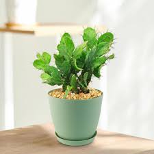 Image result for Brasiliopuntia