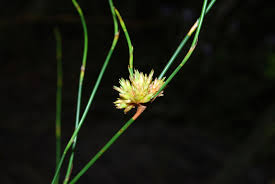 Image result for Restionaceae