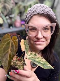 Houseplant sells for $26,000