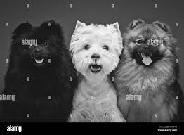 West highland terrier westie three immagini e fotografie stock ad alta  risoluzione