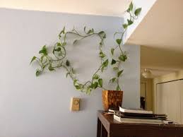 Suitable for hanging planter indoor and outdoor with metal vertical plant wall holder; Vines Google Search