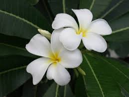 Check spelling or type a new query. Plumeria Care How To Grow Plumeria