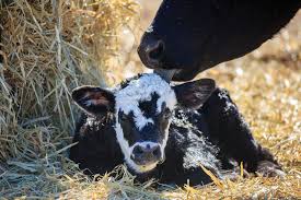 Study shows cattle temperament affects feedlot performance ...