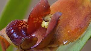 Image result for Otomeria elatior