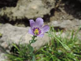 Image result for eustoma maurine