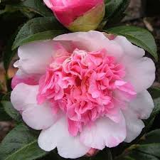 Camellia X Williamsii Ballet Queen Variegated Wonderful Flowers Beautiful Flowers Pink Flowers