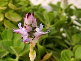 Image result for Coleus caninus