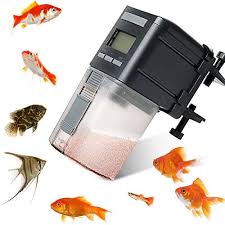 Some fish need to be fed only once a day while others need more frequent feedings. The Most Effective Betta Vacation Feeders Betta Source
