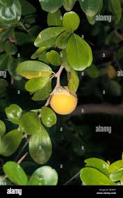 Image result for Dovyalis afra