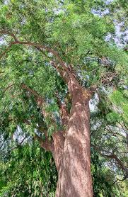 Image result for Afrocarpus