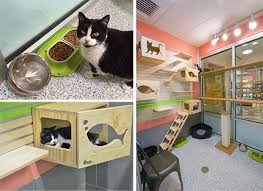 Visit our malone center shelter in denver, or buddy center shelter in castle rock to check out our adoptable pets in person. Humane Society Of Boulder Valley Gets Catified Adoption Center Redesigned To Delight Shelter Cats And Visitors Hauspanther Cat Shelter Humane Society Adoption Center