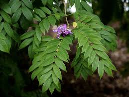 Image result for Millettia makondensis