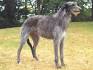 Scottish Deerhound Dog Breed Information
