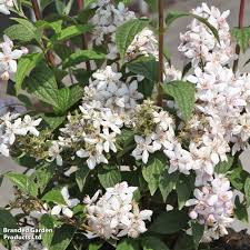 Image result for Deutzia x hybrida ′Mont Rose