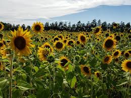 Use them in commercial designs under lifetime, perpetual & worldwide rights. Sunflower Fields Near Orlando Orlando On The Cheap