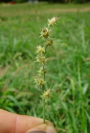 Image result for Cenchrus