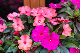 Image result for Impatiens bequaertii