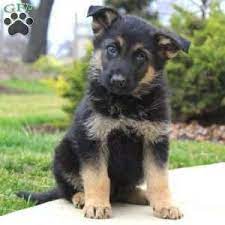 Their white german shepherd puppies are born in our home & constantly touched & cared for by our 5 children. German Shepherd Golden Retriever Mix Puppies For Sale Wisconsin Pets Lovers