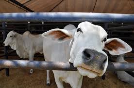 A enfermidade é fatal e acomete bovinos adultos de idade mais avançada, provocando a degeneração do sistema . Risco De Transmissao Da Doenca Mal Da Vaca Louca Atraves Da Carne Bovina E Pequeno Noticias De Campo Grande E Ms Capital News