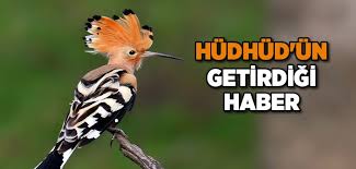 Hudhud Un Hz Suleyman A A S Getirdigi Haber Islam Ve Ihsan