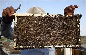 Image result for ‫افزایش حمایت و همکاری زنبور عسل‬‎