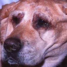 Dermatite Atopique Chez Le Chien Centre Hospitalier Veterinaire Fregis