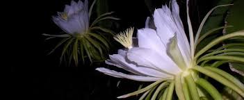 Fruit growing in pots is fairly easy to care location: Hylocereus Species Dragon Fruit Strawberry Pear Night Blooming Cereus Queen Of The Night Hylocereus Undatus