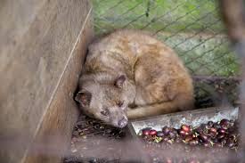 Kopi Luwak Dunyanin En Pahali Kahvesi M O K A P O T A