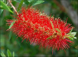 Bottlebrush Tree Callistemon Rigidus Screen Plants Australian Flowers Red Blossoms