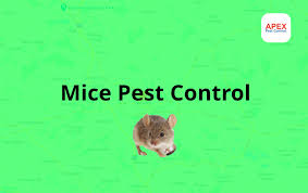 Mice are considered nibblers, eating at many times and at different places. Mice Pest Control Barnsley Robust Protection To Your Property