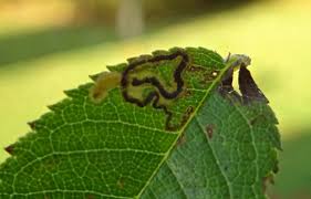 Image result for Stigmella prunetorum