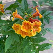 Image result for Tecoma