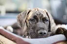 great dane life span american kennel club