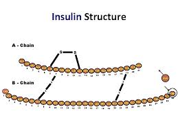 (1993) insulin structure and stability. Insulin Therapy Initiation And Optimiztion Dr Shahjada Selim