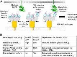 Become an official corona certified user! Cell Entry Mechanisms Of Sars Cov 2 Pnas