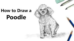 How to draw a husky easy? How To Draw A Poodle Dog With Pencils Time Lapse Youtube