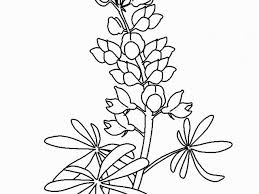 Bluebonnet flower coloring page from lupin category. Bluebonnet Paintings Search Result At Paintingvalley Com