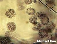 Image result for Russula mariae