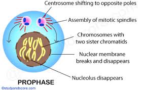 If an interphase period occurs, the chromosomes do not replicate, since they already consists of two chromatids. Mitotic Cell Division Mitotic Phase And Its Significance Study Score