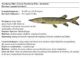 Identifying Ontario Sport Fish Science Notes