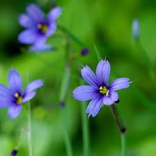 Image result for Iridaceae