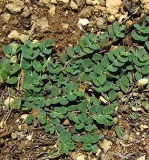 Image result for Euphorbia serpens