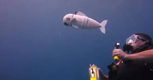 Mit Unleashes A Hypnotic Robot Fish To Help Save The Oceans Robot Danger Will Robinson Facebook S