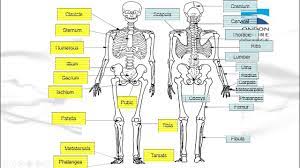 The main component of bone is bone matrix, which is a mixture of a fibrous protein called collagen and carbonated hydroxyapatite, an inorganic compound mos the main component of bone is bone matrix, which is a mixture of a fibrous protein c. G7 The Human Body Bones Muscles Skin Lessons Blendspace