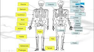 It is a soft and greasy substance which stores fats and triglycerides as energy reserves for the body. G7 The Human Body Bones Muscles Skin Lessons Blendspace